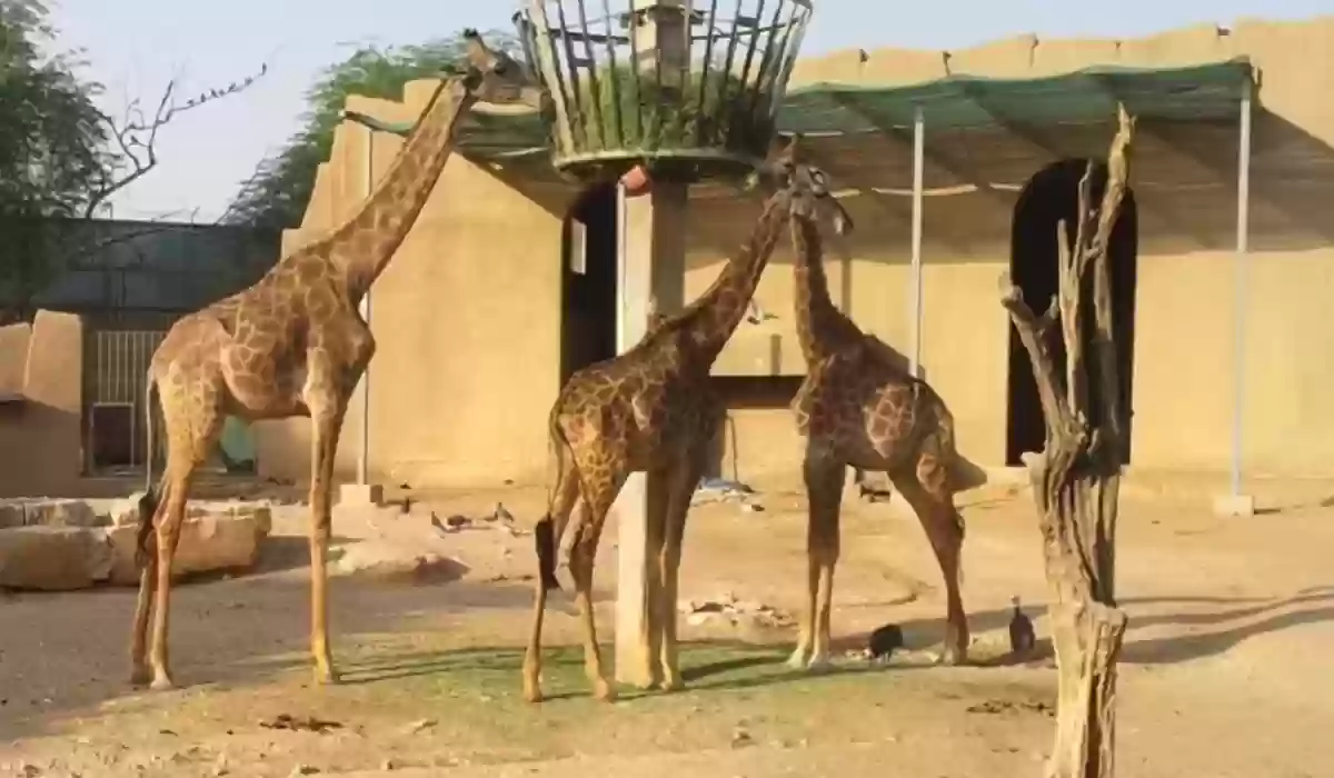 حدائق حيوان وأكواريوم في المملكة العربية السعودية لعام 2024